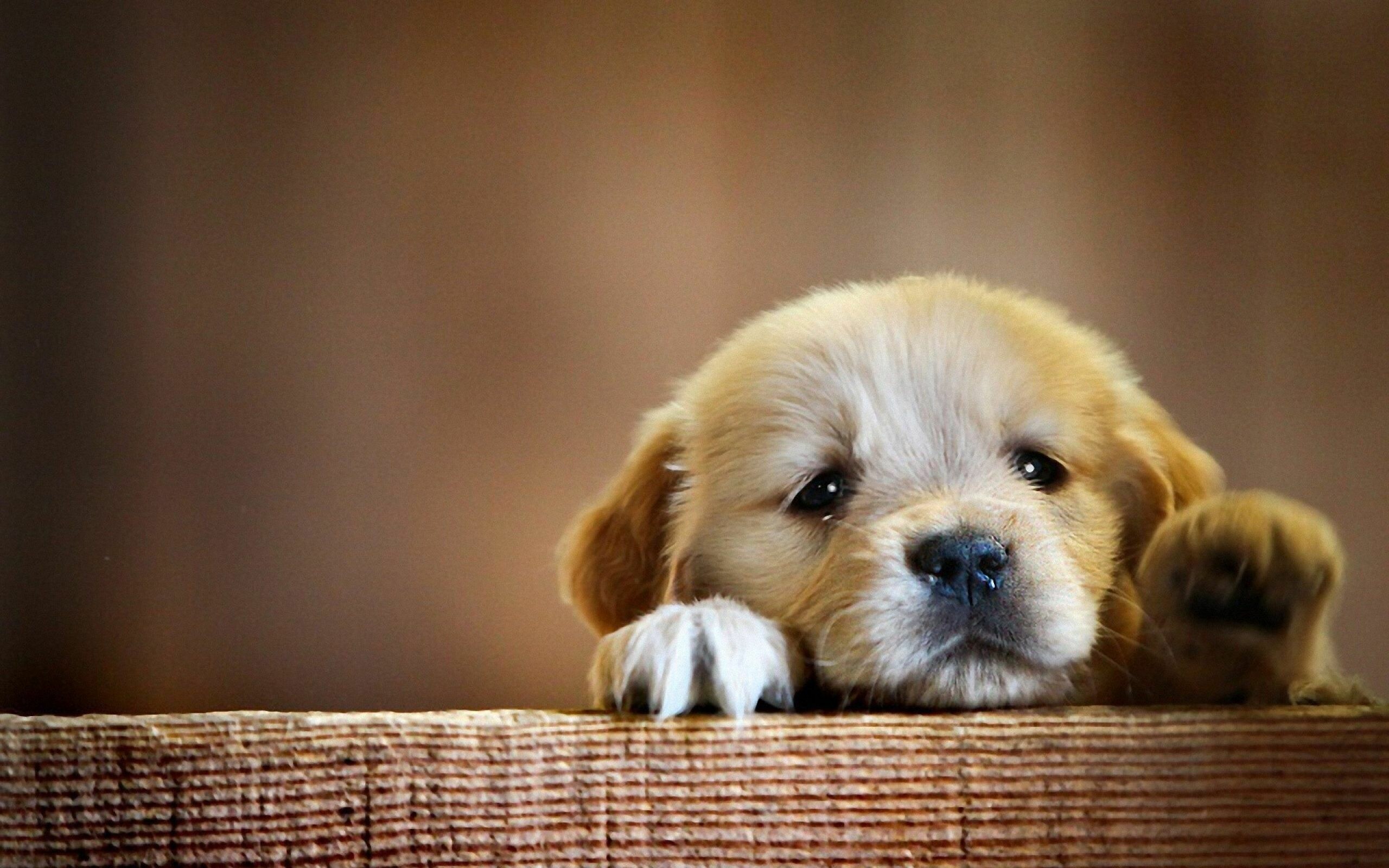 dog-pic4